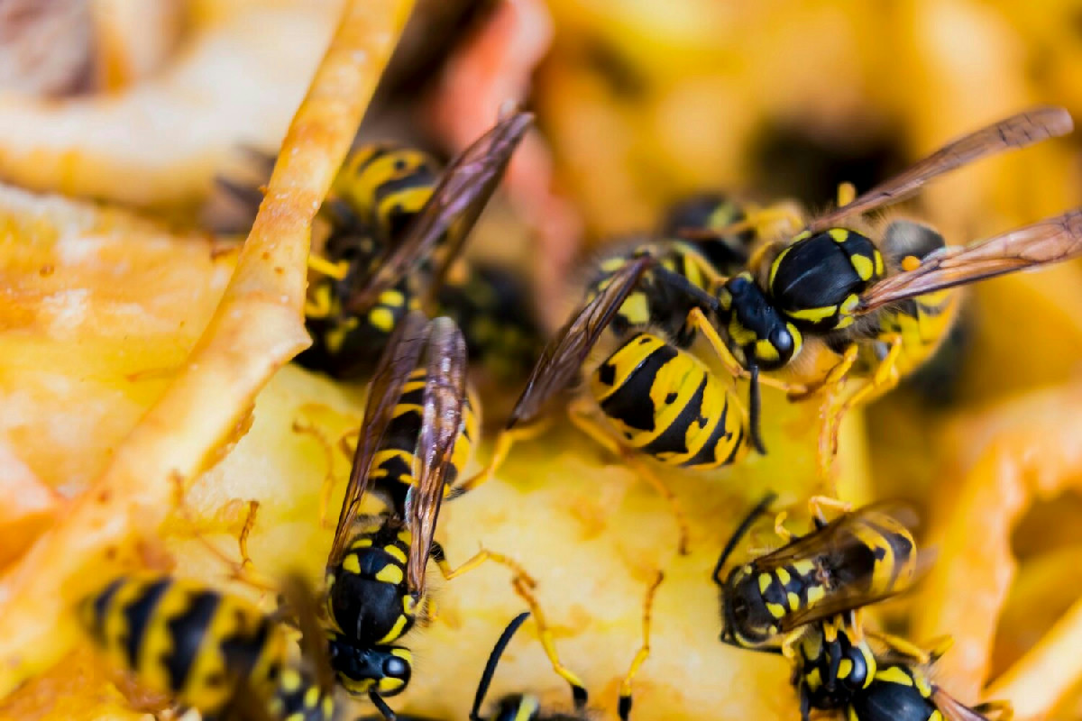 Il rimedio naturale per allontanare i calabroni dal giardino in modo semplice e veloce