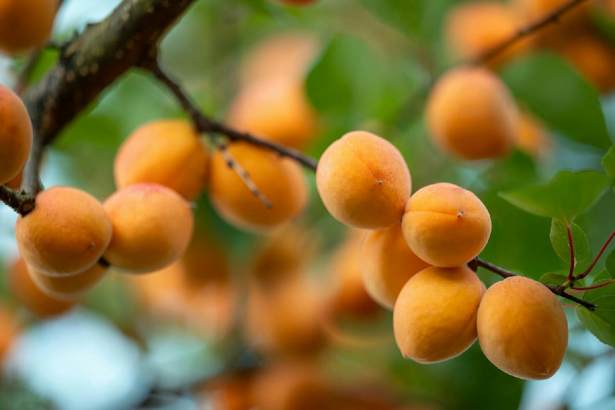 Scopri come l’albicocco trasforma il tuo giardino: segreti di crescita, potatura e raccolta