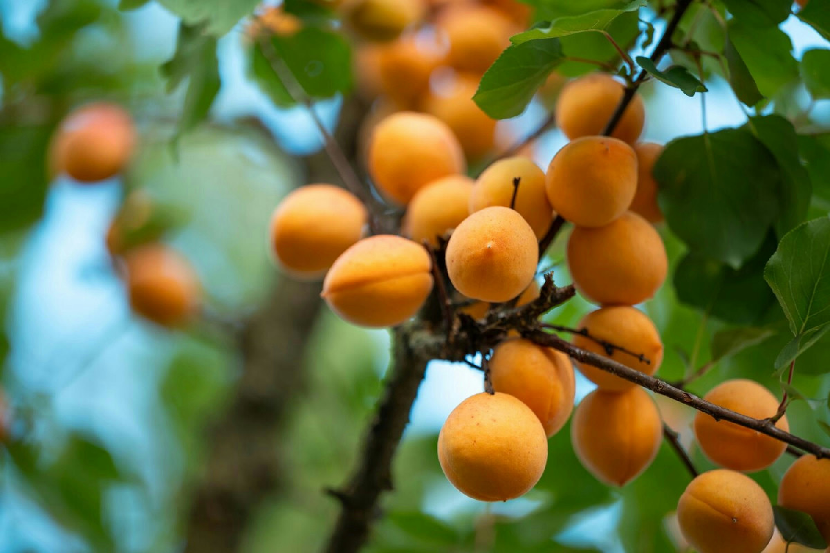Scopri come l’albicocco trasforma il tuo giardino: segreti di crescita, potatura e raccolta