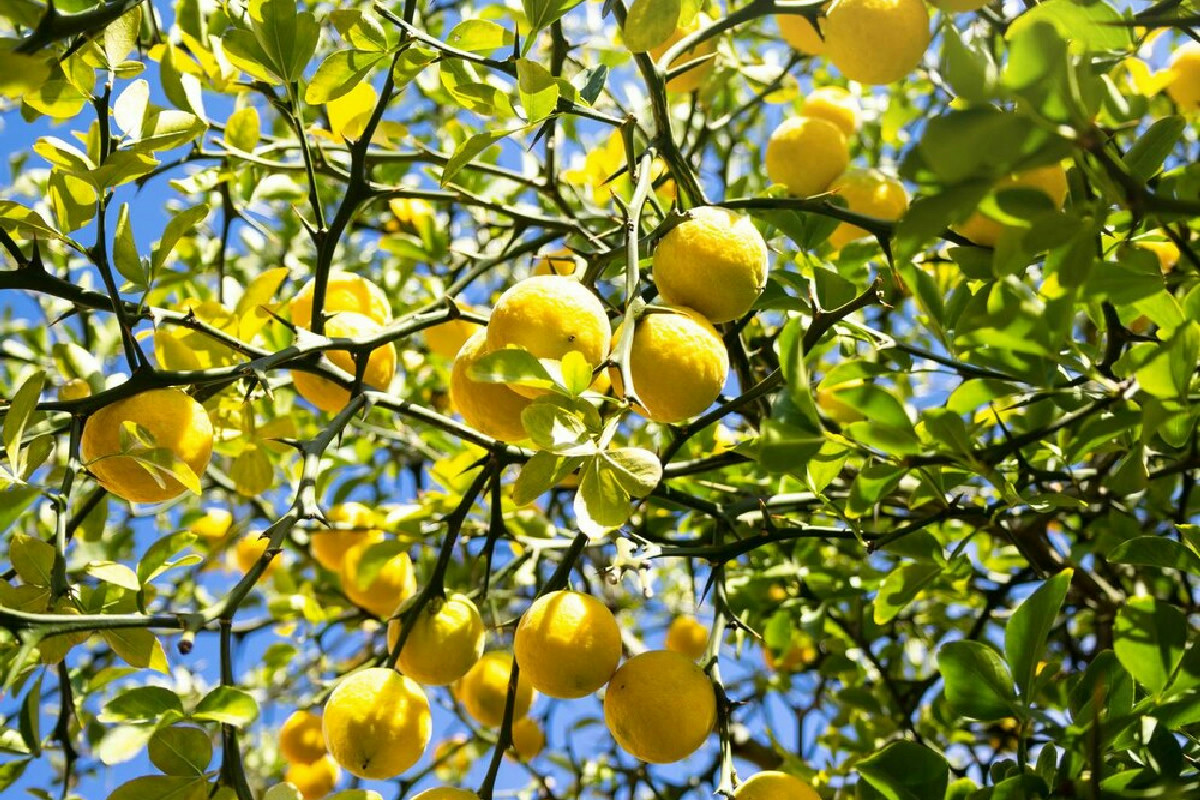 Scopri cosa succede al limone con il concime giusto: fioriture abbondanti e frutti sorprendenti