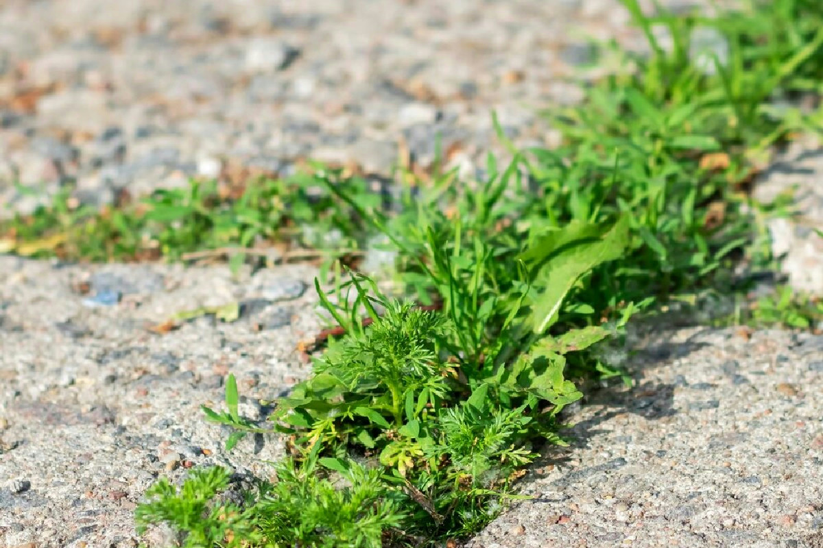 Il segreto dei paesaggisti per mantenere i vialetti liberi dalle erbacce durante tutto l’inverno