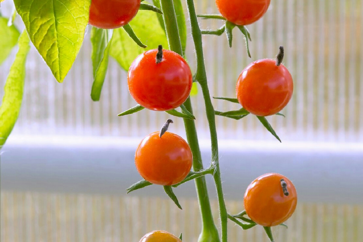 Il segreto delle tecniche corrette per una coltivazione di pomodori con raccolti abbondanti e gustosi