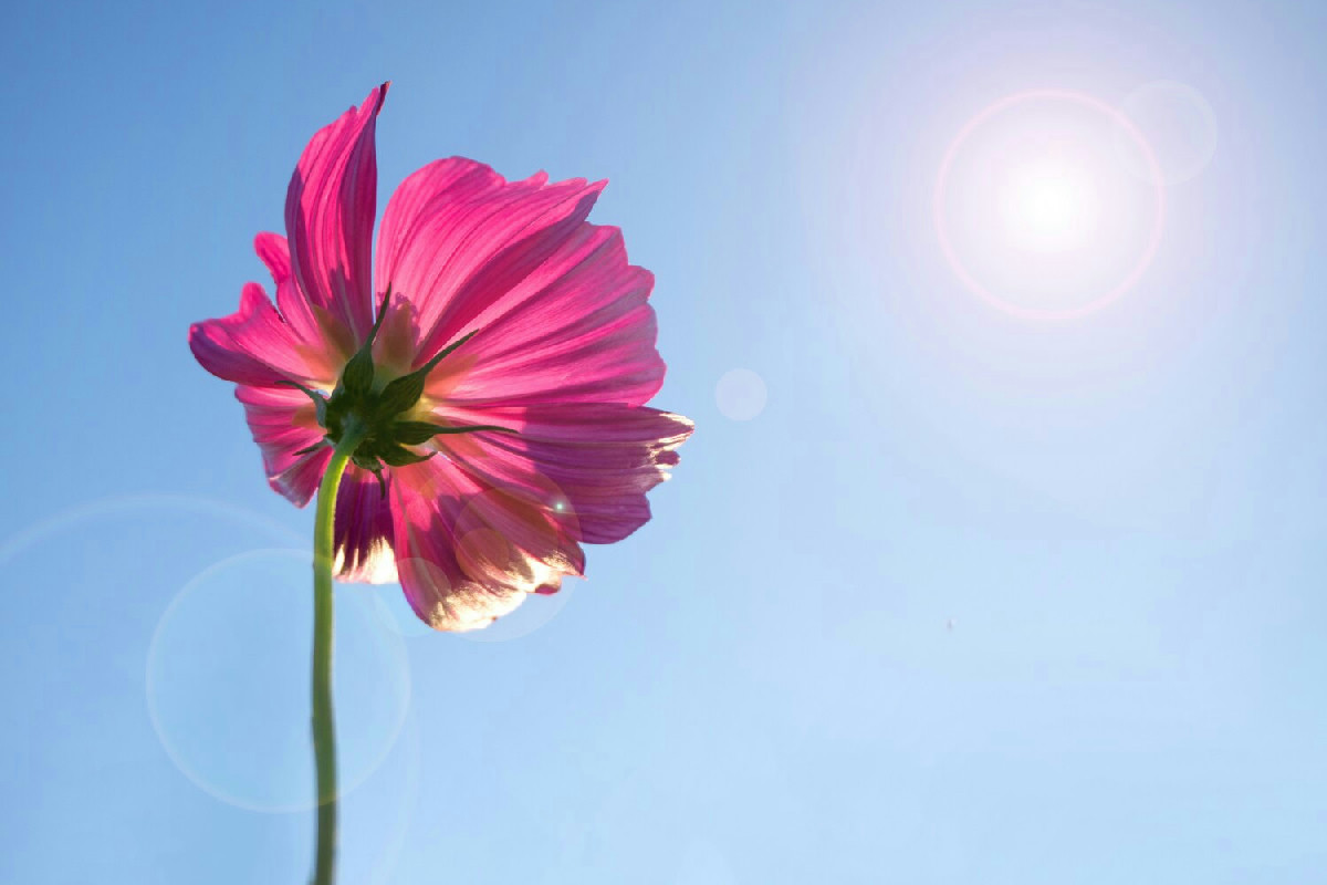 Sole protagonista in giardino: quali piante fioriscono meglio sotto la luce e come sceglierle