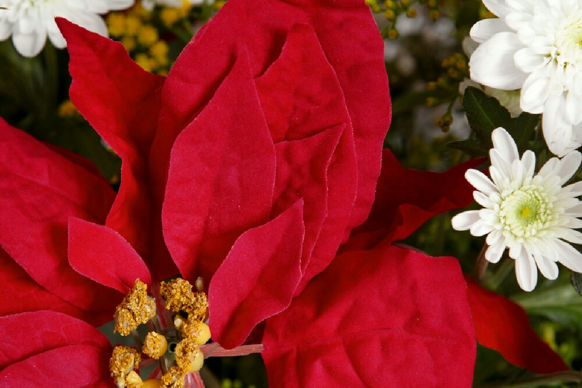 Stella di Natale: Tecniche Efficaci per Farla Rifiorire e Mantenere Colori Vivi Ogni Anno