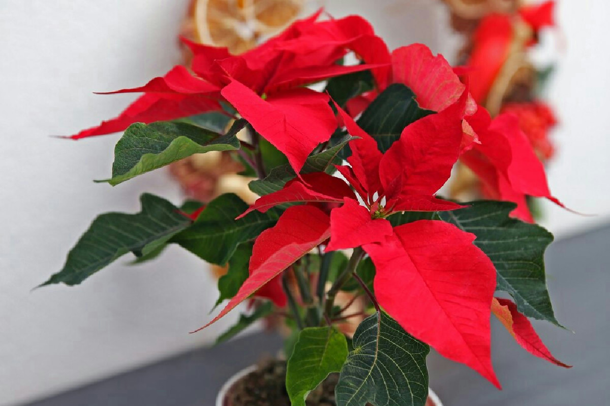 Stella di Natale: Tecniche Efficaci per Farla Rifiorire e Mantenere Colori Vivi Ogni Anno