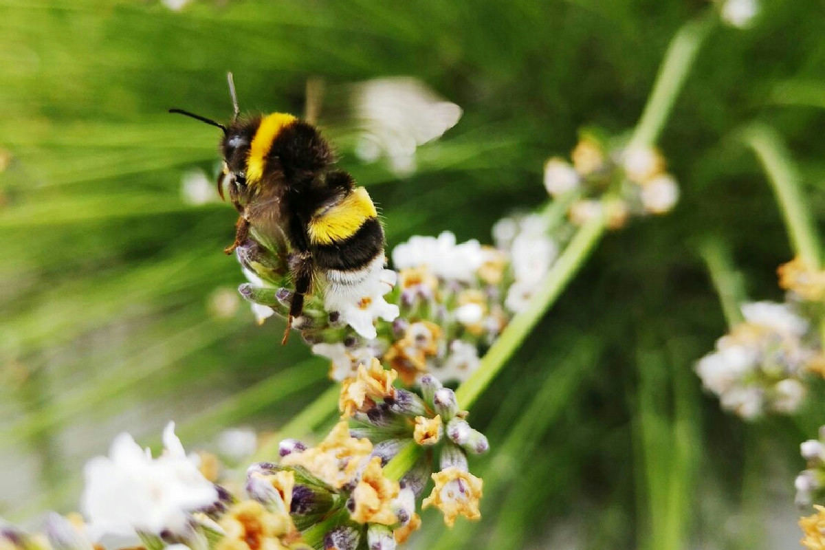 Trasforma il tuo giardino in un rifugio per le api: ecco le specie che fanno la differenza