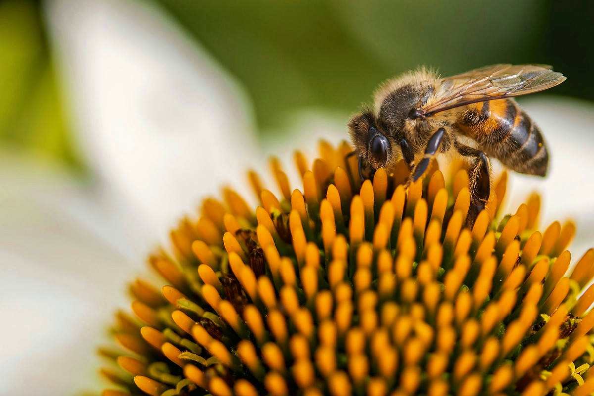 Trasforma il tuo giardino in un rifugio per le api: ecco le specie che fanno la differenza
