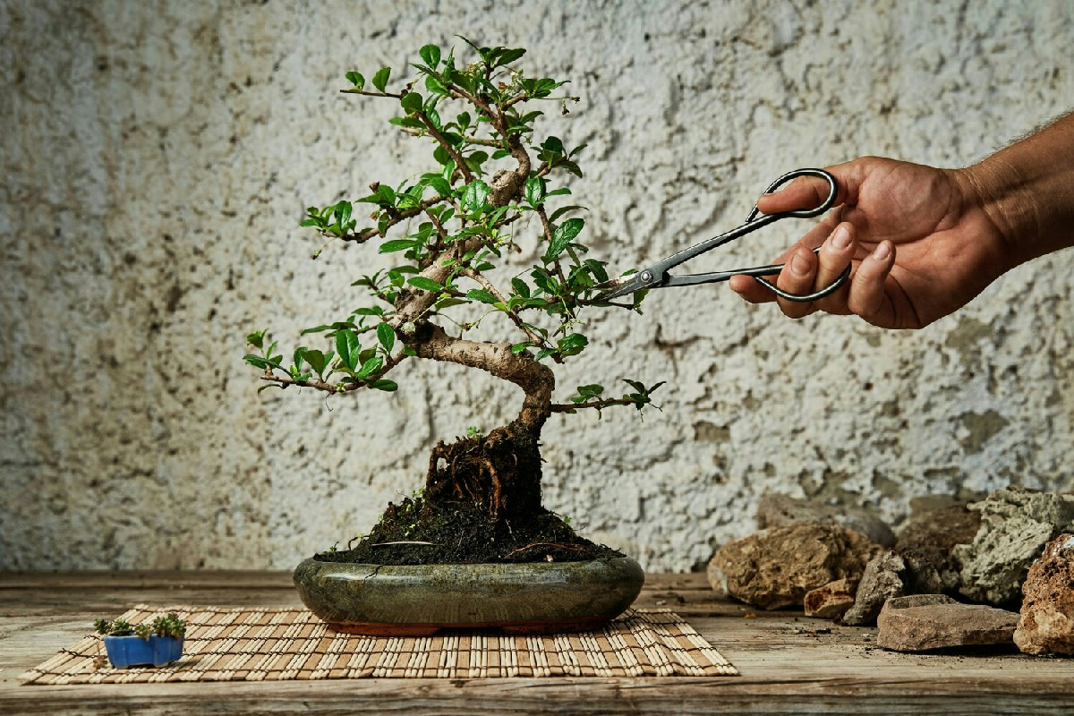 Tre strategie indispensabili per mantenere il bonsai ficus in forma perfetta e rigogliosa