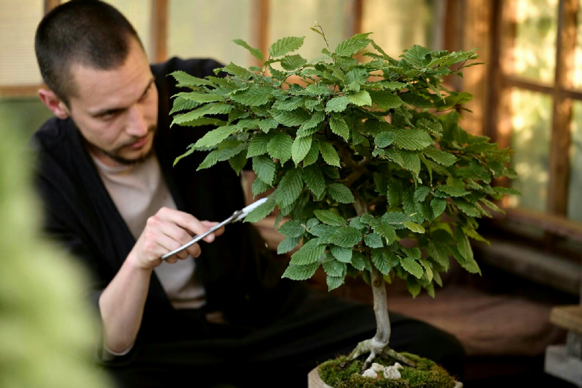 Tre strategie indispensabili per mantenere il bonsai ficus in forma perfetta e rigogliosa