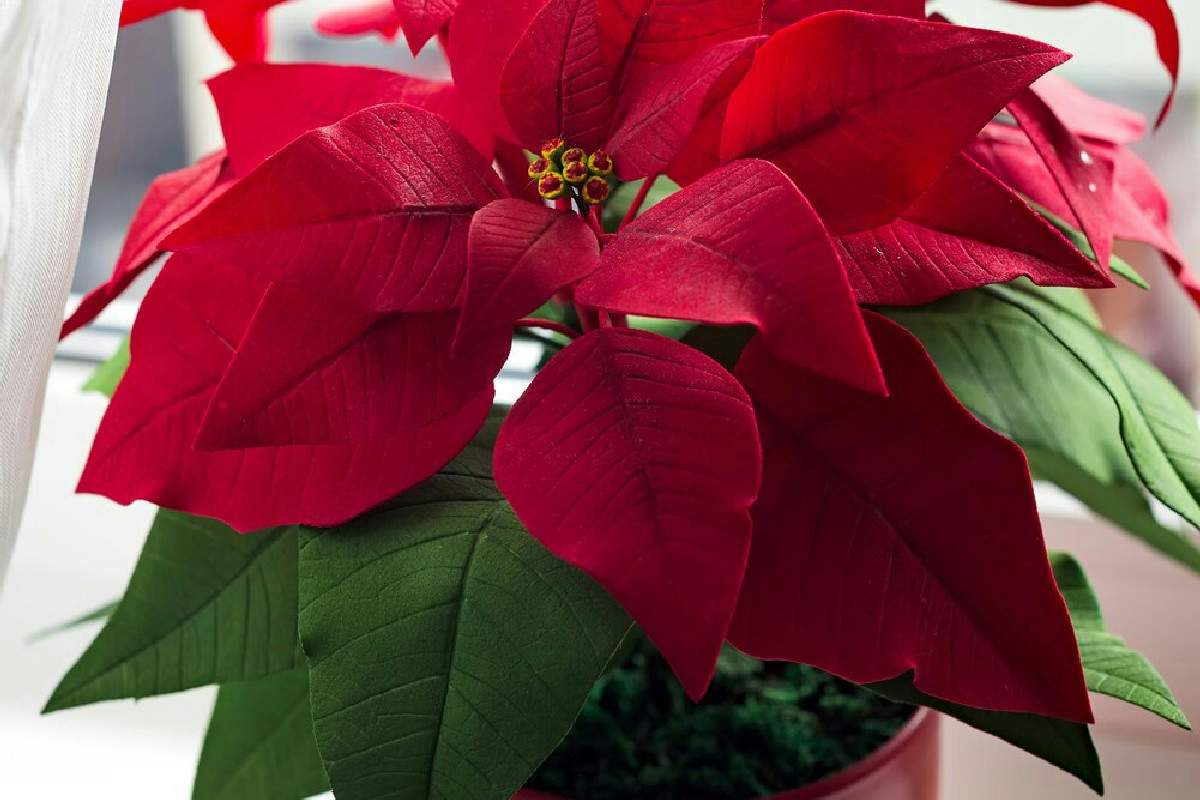 Valorizzare la Stella di Natale per decorare con eleganza ogni ambiente durante le festività