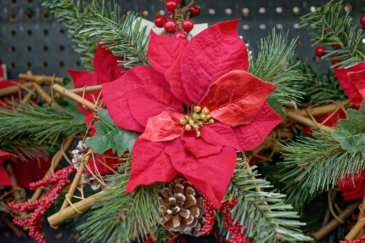 Valorizzare la Stella di Natale per decorare con eleganza ogni ambiente durante le festività