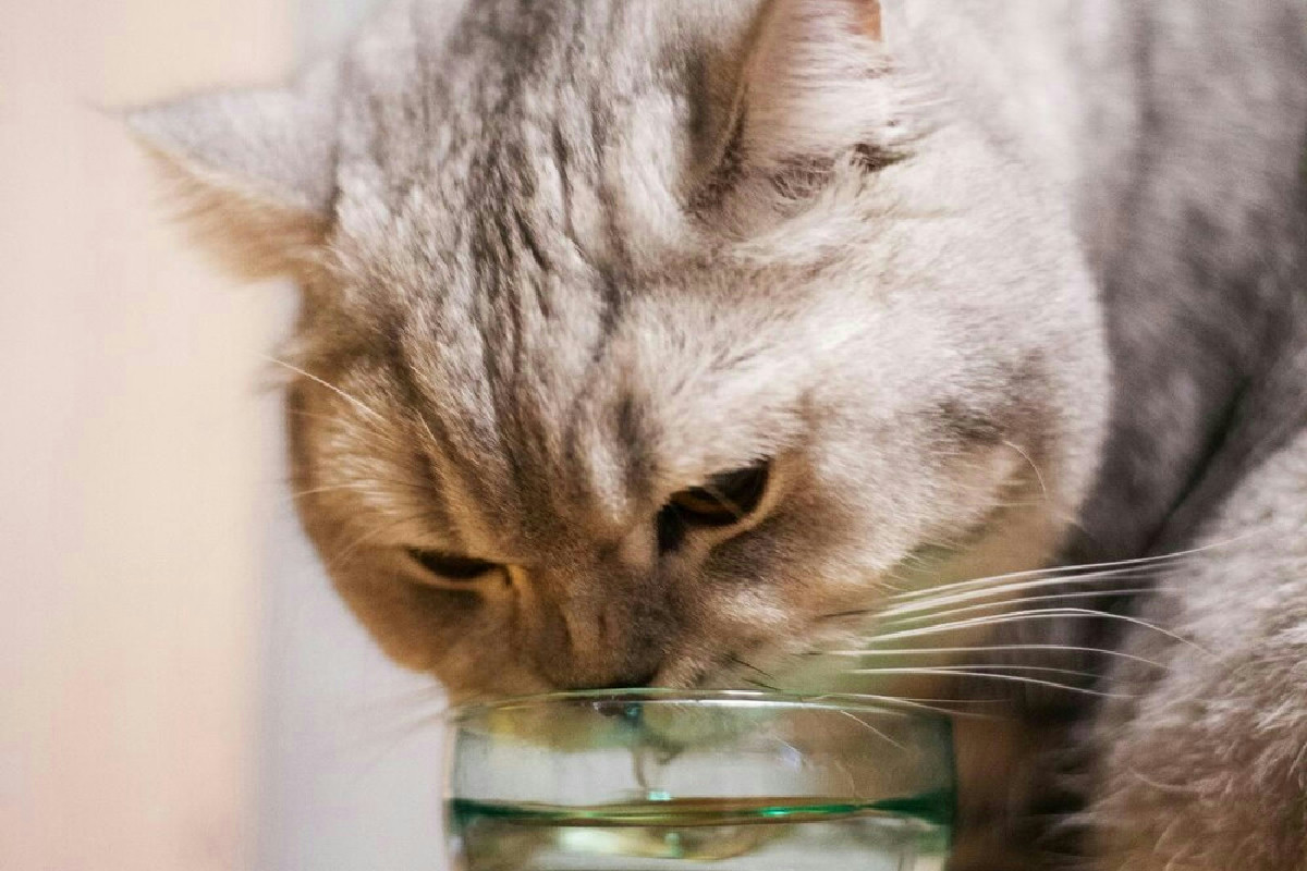 3 segnali del gatto quando beve troppa acqua: pochi padroni li notano in tempo