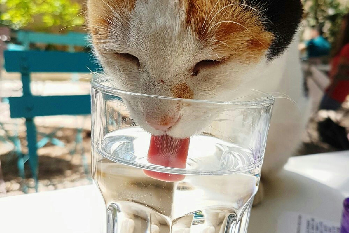 3 segnali del gatto quando beve troppa acqua: pochi padroni li notano in tempo
