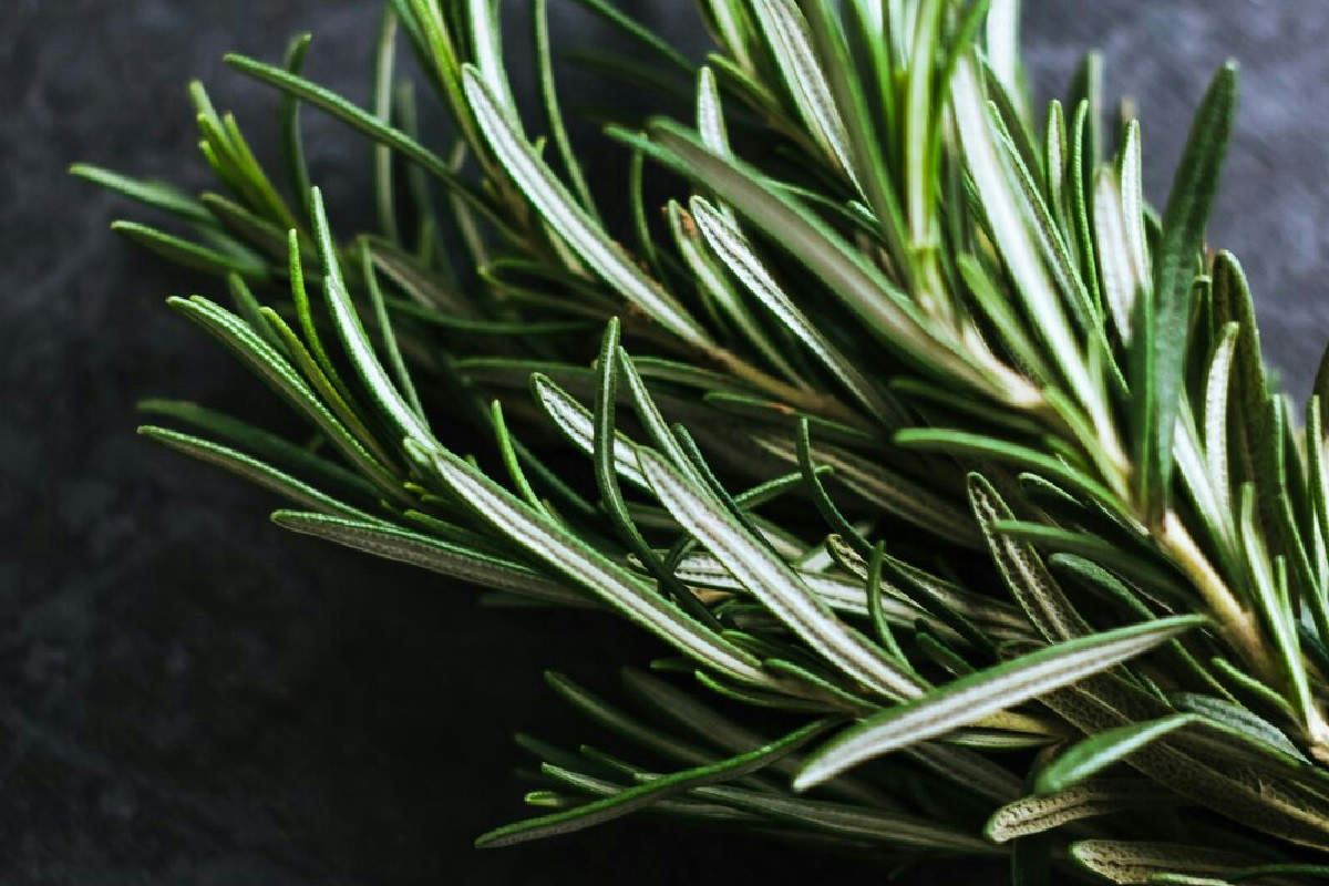 Come mantenere il rosmarino sempre verde e folto con un trucco tradizionale infallibile