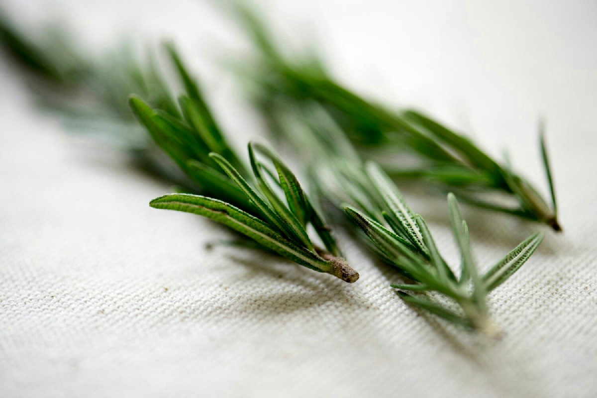 Come mantenere il rosmarino sempre verde e folto con un trucco tradizionale infallibile
