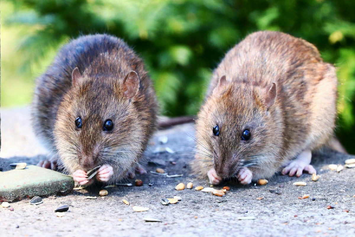 Cosa respinge ratti e topi in casa con una foglia comune che si trova in cucina