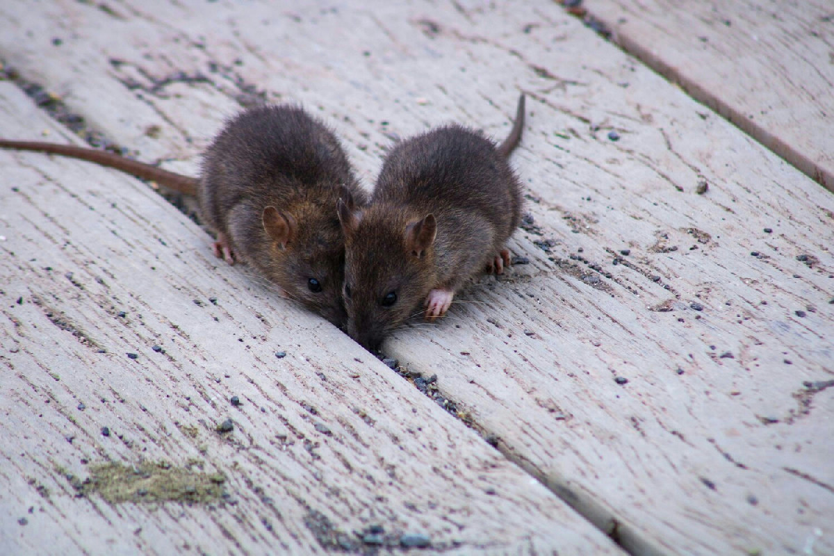 Cosa respinge ratti e topi in casa con una foglia comune che si trova in cucina