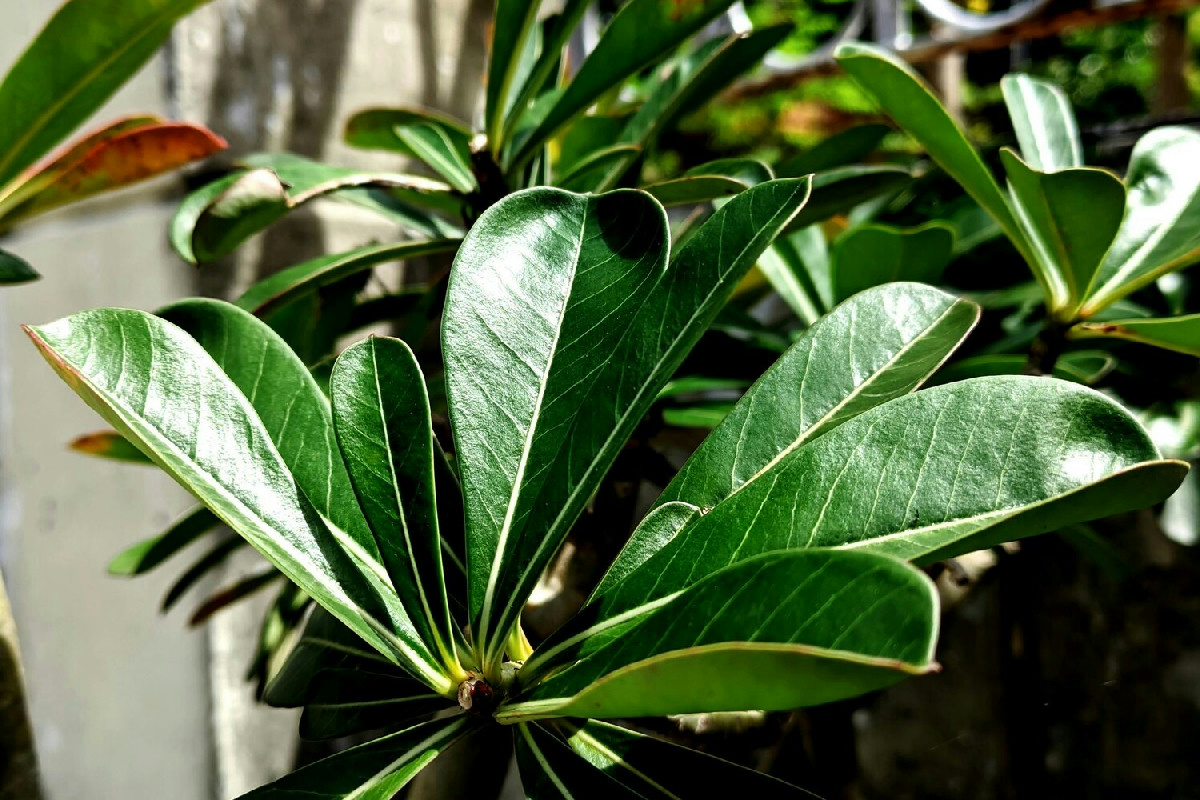 Ficus macrophylla: l’albero monumentale che rende ogni giardino un’oasi verde rigogliosa