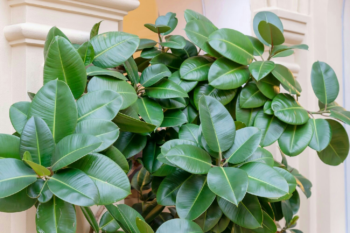 Ficus macrophylla: l’albero monumentale che rende ogni giardino un’oasi verde rigogliosa