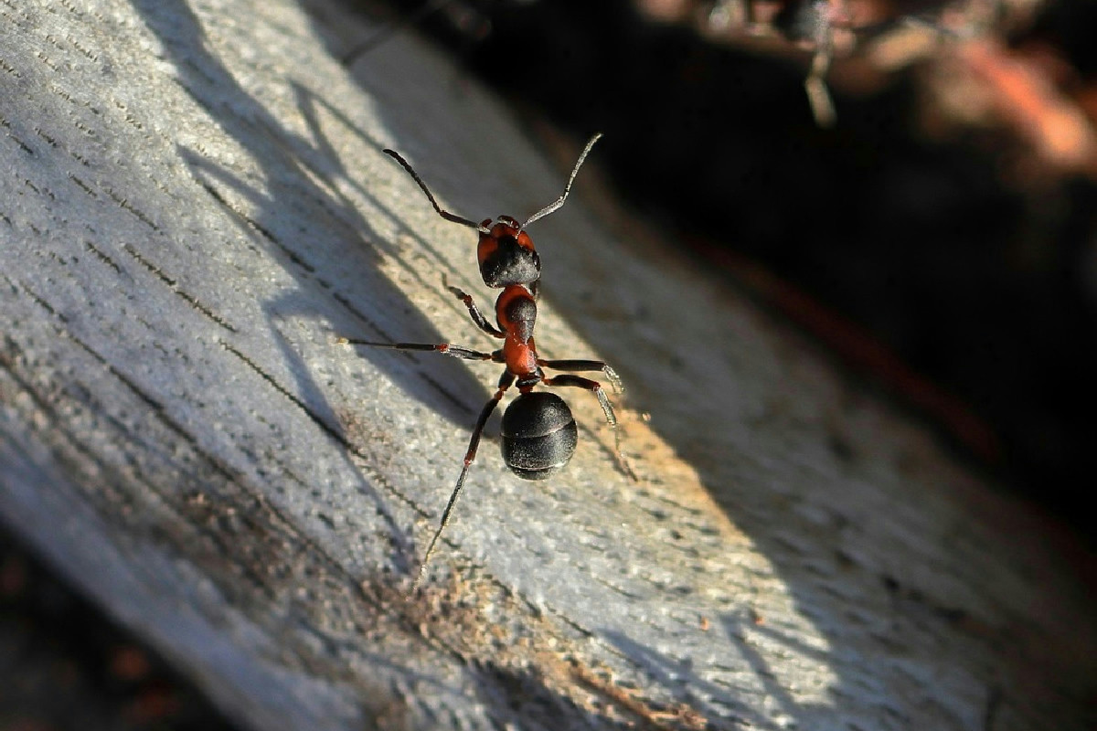 Formiche in cucina: allontanarle senza veleni con un semplice batuffolo al limone