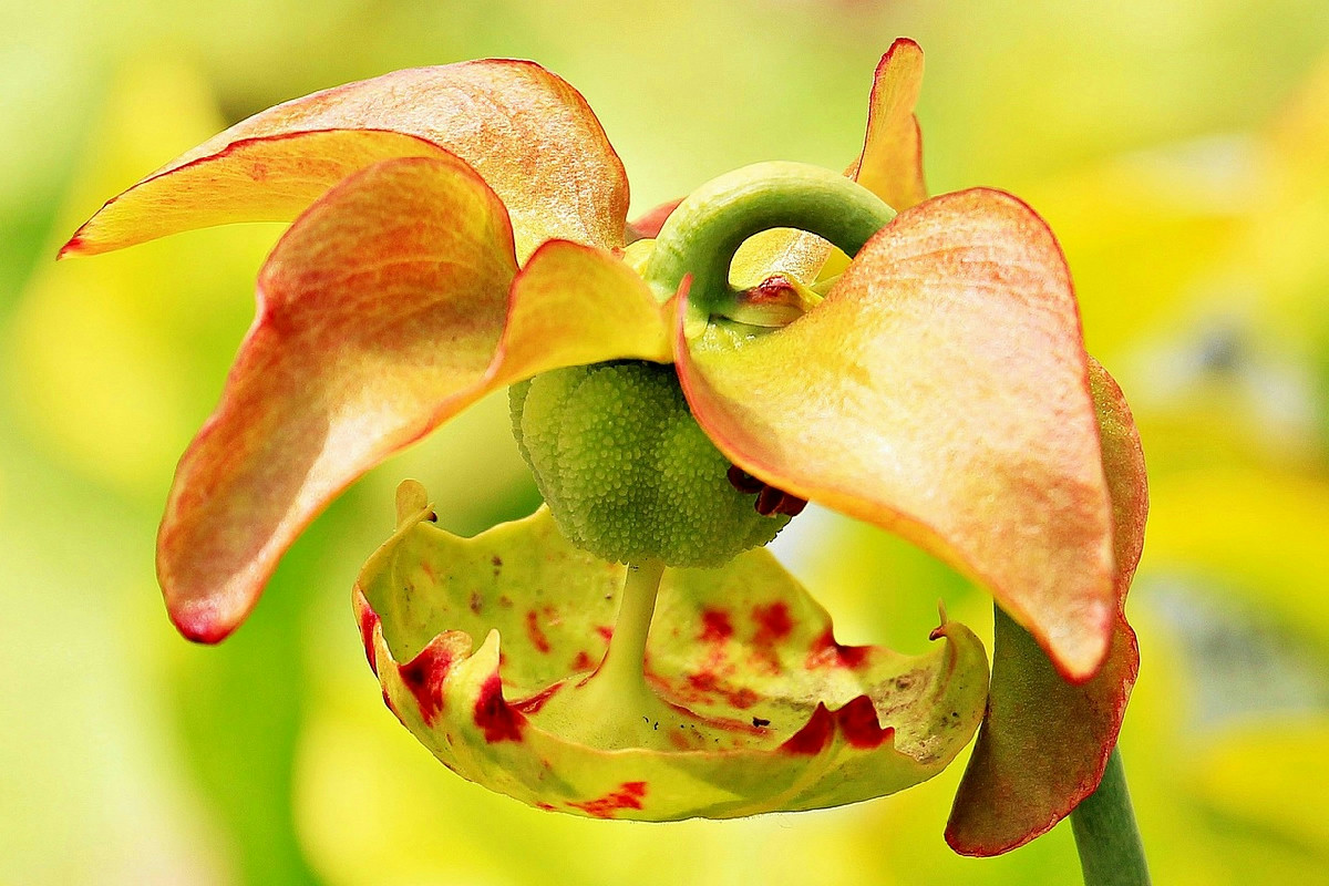 Novità botaniche 2025: le specie di piante più insolite e affascinanti scoperte nell'anno