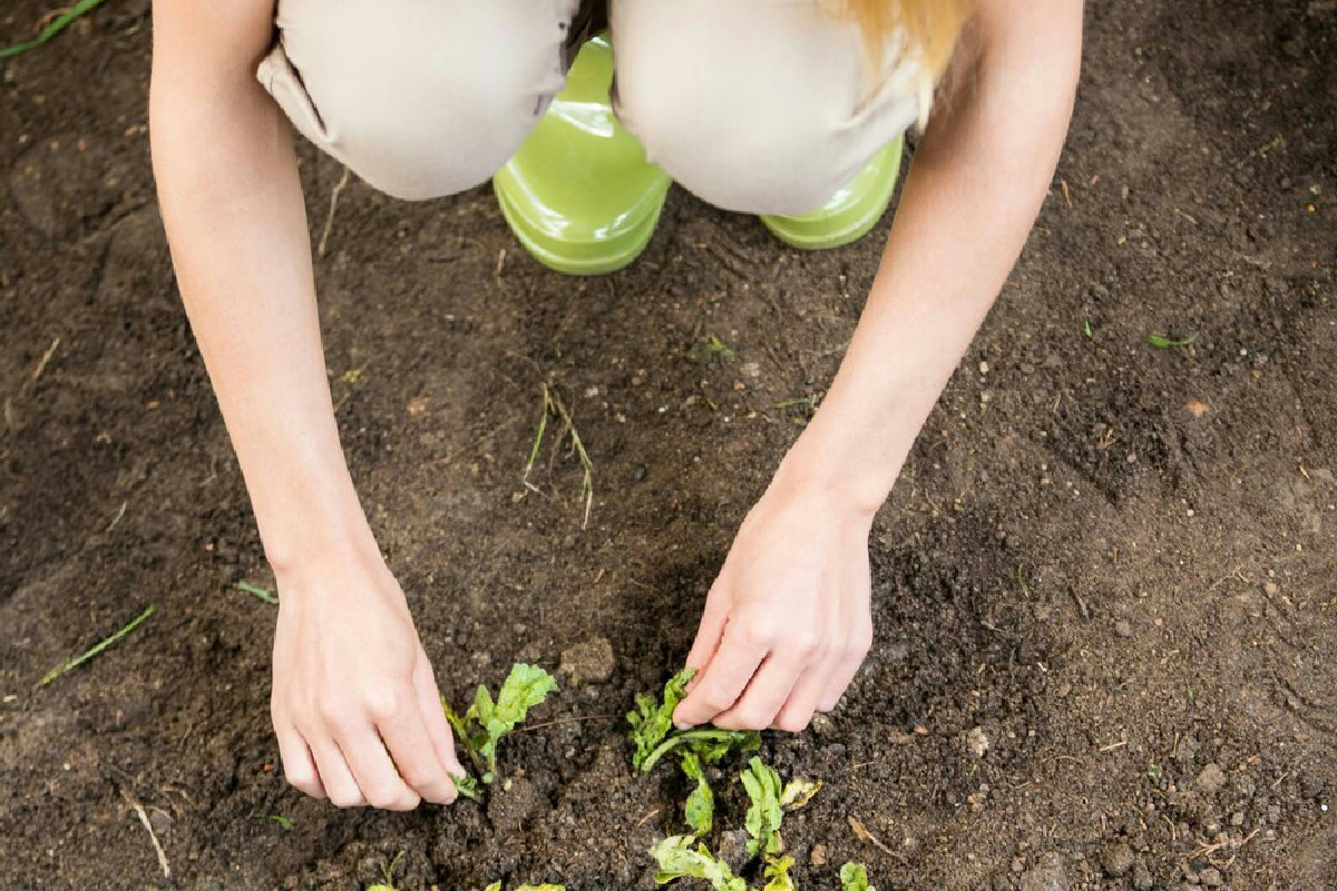 Perché molti giardinieri a gennaio scelgono questo trucco per l'orto di casa?