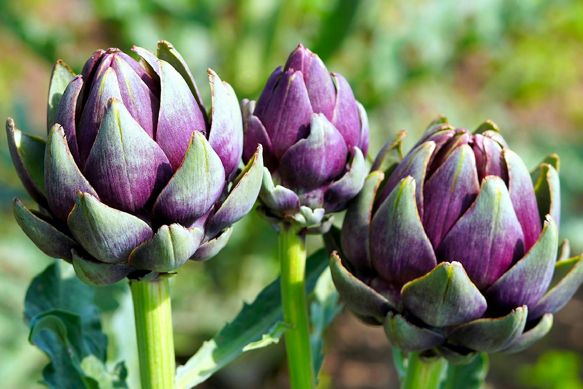 Il potere dell’infuso di carciofo per favorire digestione e benessere naturale