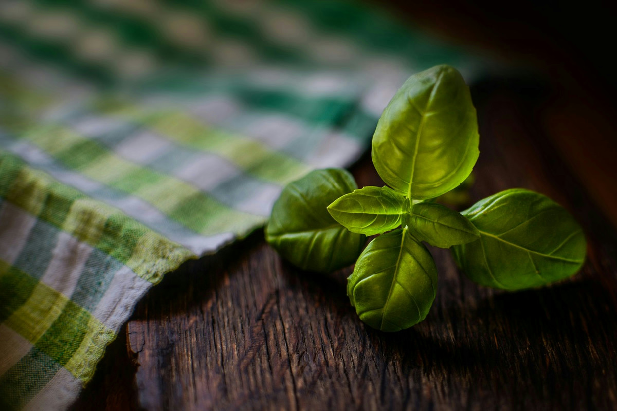 Per quale motivo il basilico appassisce rapidamente sul balcone e quali rimedi adottare per salvarlo
