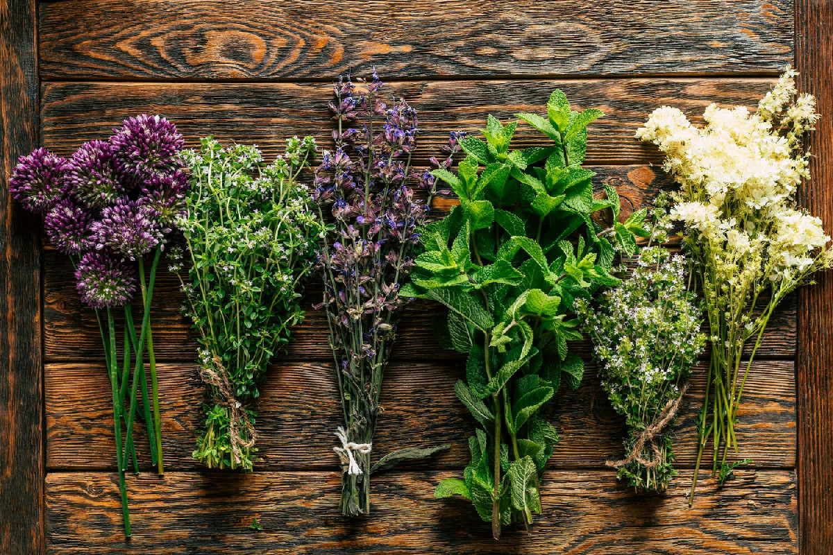 Tre piante aromatiche ideali da coltivare a gennaio per profumare ogni ambiente di casa